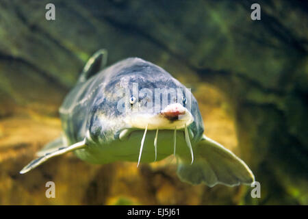 Beluga, or Great sturgeon (Huso huso) swims towards the camera in aquarium. Stock Photo