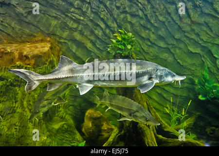 Beluga, or Great sturgeon (Huso huso) swimming in aquarium. Stock Photo