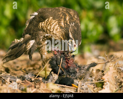 Sparrowhawk (Accipiter nisus) feeding on a Blackbird (Turdus merula)