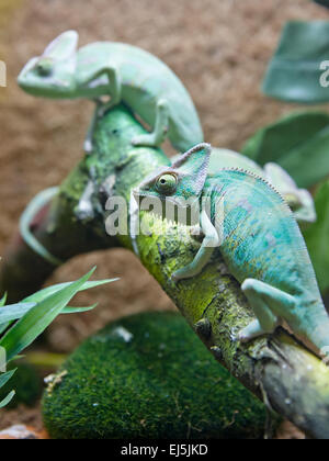 The Veiled Chameleon. Scientific name: Chamaeleo calyptratus. Vinpearl Land Aquarium, Phu Quoc, Vietnam. Stock Photo
