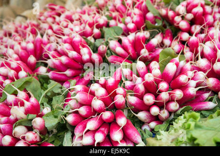 Radishes for sale at a local farmers market, Beaune, France, Europe Stock Photo