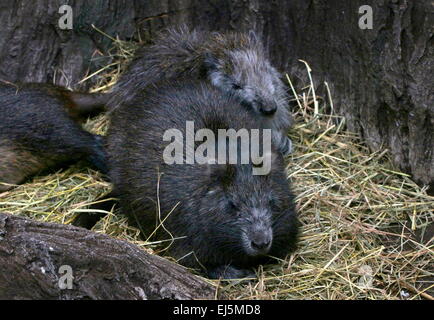 Juvenile Cuban or Desmarest's Hutia (Capromys pilorides) with parent Stock Photo