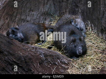 Cuban or Desmarest's Hutia (Capromys pilorides) family, parents and one juvenile Stock Photo