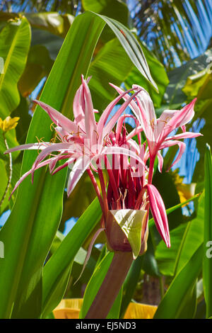 Giant Spider Lily, or Swamp Lily. Scientific name: Crinum amabile. Mui Ne, Binh Thuan Province, Vietnam. Stock Photo