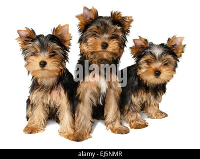 Three cute Yorkshire Terrier puppies isolated over white background Stock Photo