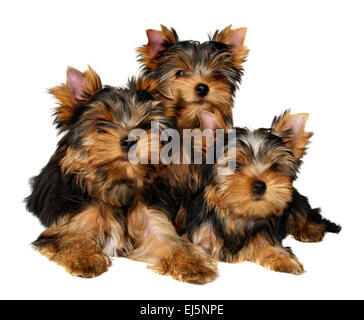 Three Yorkshire Terrier puppies isolated on white background Stock Photo