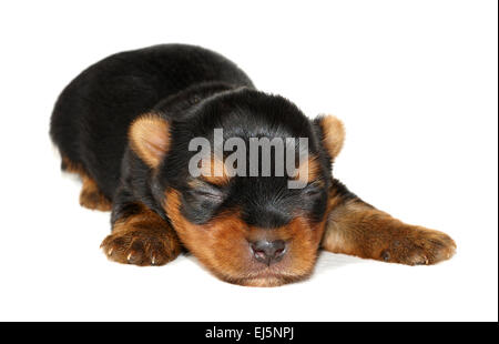 One week old puppy of the Yorkshire Terrier Stock Photo