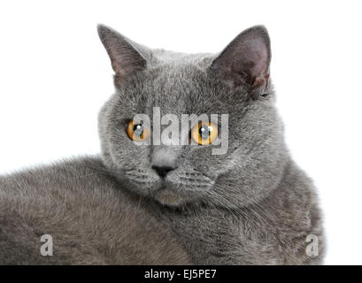 British blue cat isolated on the white background Stock Photo