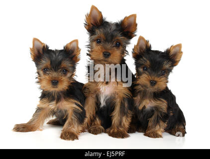 Three lovely Yorkshire Terrier puppies isolated on white Stock Photo