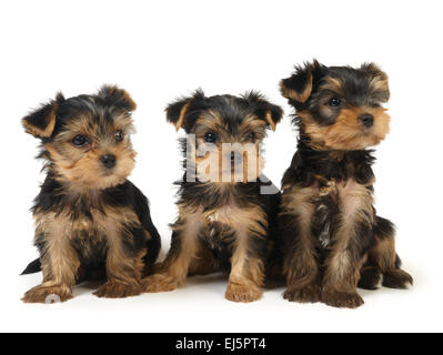 Three lovely puppies of the Yorkshire Terrier isolated on white Stock Photo