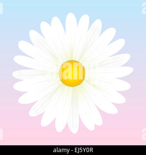 White daisy flower illustration on light pink to blue background. Stock Photo