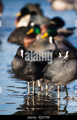 Flock of coots ( fulica atra ) walking on frozen surface of the lake. Stock Photo