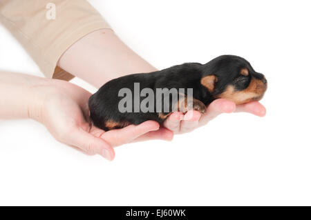 Woman holds two week old puppy of the Yorkshire Terrier Stock Photo