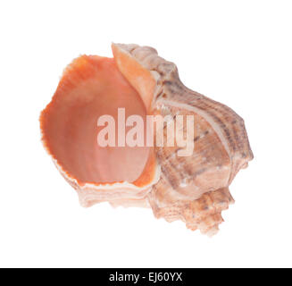 One seashell isolated on the white background Stock Photo