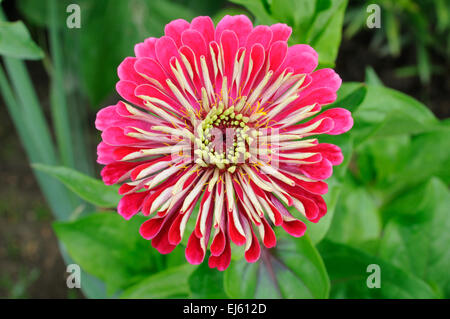Closeup of nice flower on green background (Zinnia) Stock Photo
