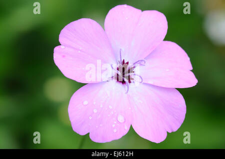 Macro of nice fresh flower (phlox subulata) Stock Photo