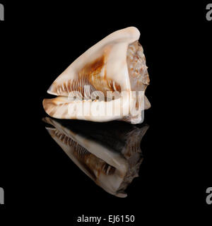 Large seashell on the black reflecting background Stock Photo
