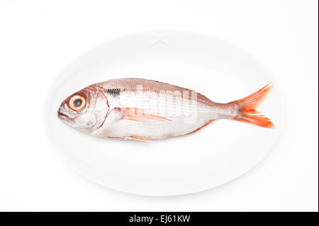 Pezzogna fish, variety of sea bream, on white plate and white background Stock Photo