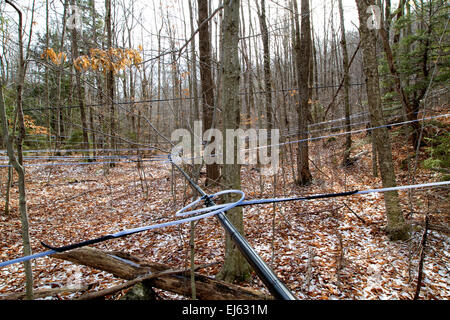 Maple syrup. Tapping for sap from maple trees in New Hampshire. Sap lines. Stock Photo