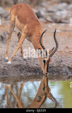 A black faced Impala (Aepyceros melampus petersi) at a water hole in Etosha National Park, Namibia. Stock Photo