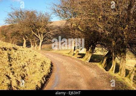 Farm track edged with Hawthorn trees in the Alport valley in the Peak District, Derbyshire. Winter sunshine. Stock Photo