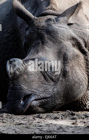 Black rhino sitting Stock Photo