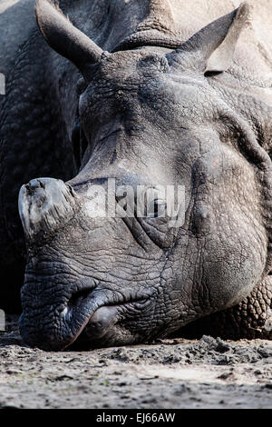 Black rhino sitting Stock Photo