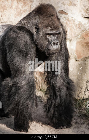 Face portrait of a gorilla male Stock Photo