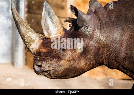 Black rhino head over blurred background. Stock Photo