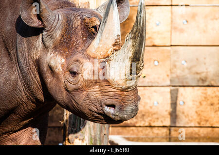 Black rhino head over blurred background. Stock Photo