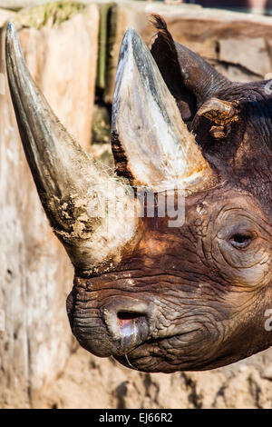 Black rhino head over blurred background. Stock Photo