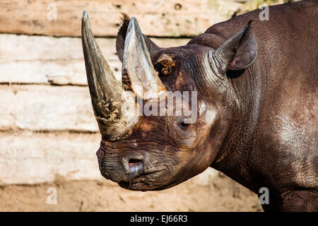 Black rhino head over blurred background. Stock Photo