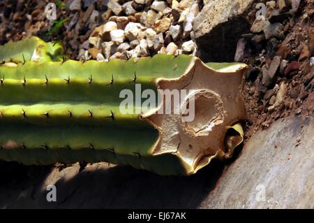 Cactus slice, Carlsbad, New Mexico - USA Stock Photo