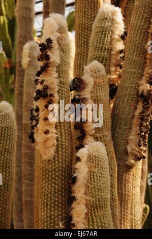 Fuzzy Columnar Cactus Carlsbad, New Mexico - USA Stock Photo