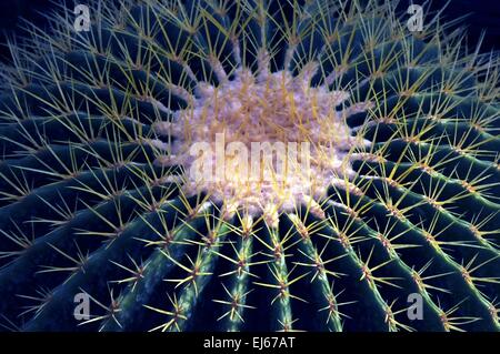 Golden Barrel Cactus - Carlsbad, New Mexico - USA Stock Photo