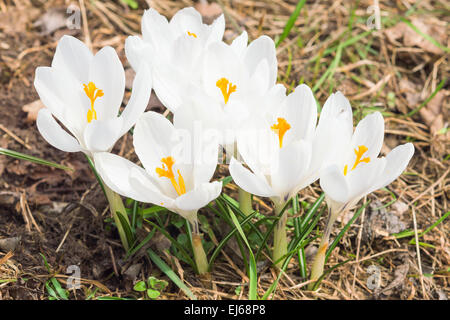 Tender spring blooming white crocus flowers on sunlight Alpine meadow Stock Photo