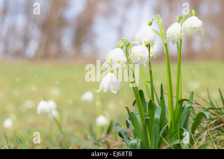 Leucojum spring snowdrops bloom on shiny glade in springtime forest. Stock photo with shallow DOF and blurred background. Stock Photo