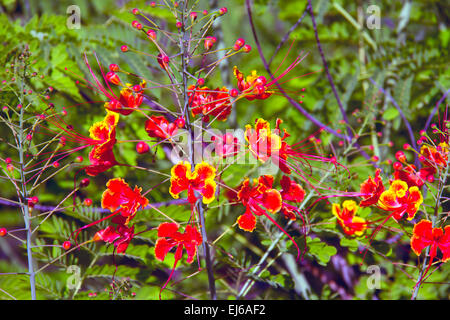 Pride of Barbados Caesalpinia Pulcherrima in Oaxaca Mexico Stock Photo