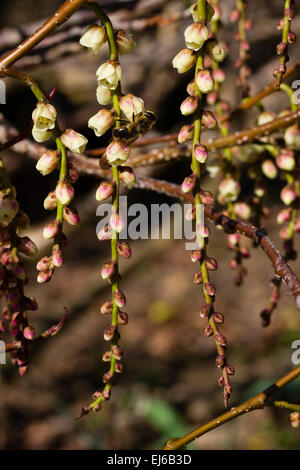 Emerging flowers on the dangling early spring racemes of Stachyurus praecox 'Rubriflora' Stock Photo