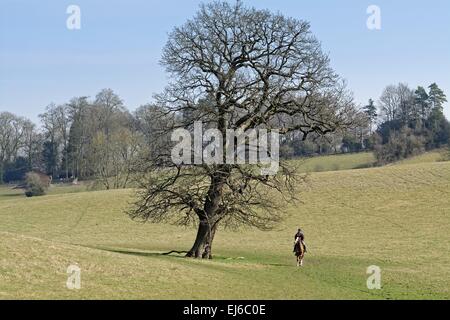 Horse rider in the Surrey Hills at Ranmore common Stock Photo