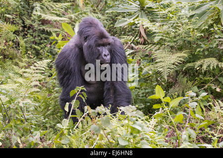 Mountain gorilla silverback in the jungle, Rwanda Stock Photo