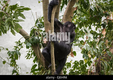 Mountain gorilla in a tree, Rushegura Group, Bwindi Impenetrable Forest, Uganda Stock Photo