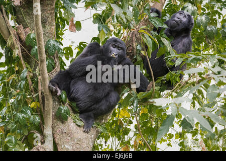 Mountain gorilla feeding in a tree, Rushegura Group, Bwindi Impenetrable Forest, Uganda Stock Photo