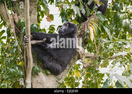 Mountain gorilla resting in a tree, Rushegura Group, Bwindi Impenetrable Forest, Uganda Stock Photo