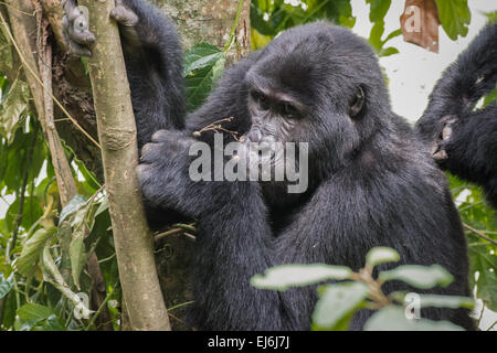 Mountain gorilla feeding in a tree, Rushegura Group, Bwindi Impenetrable Forest, Uganda Stock Photo