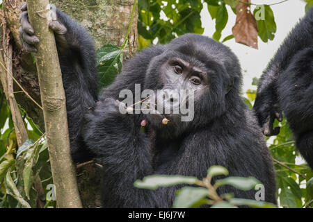 Mountain gorilla feeding in a tree, Rushegura Group, Bwindi Impenetrable Forest, Uganda Stock Photo