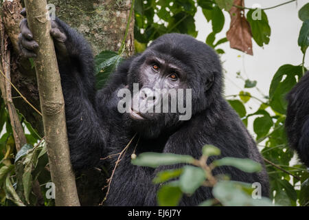 Mountain gorilla feeding in a tree, Rushegura Group, Bwindi Impenetrable Forest, Uganda Stock Photo