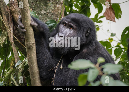 Mountain gorilla in a tree, Rushegura Group, Bwindi Impenetrable Forest, Uganda Stock Photo