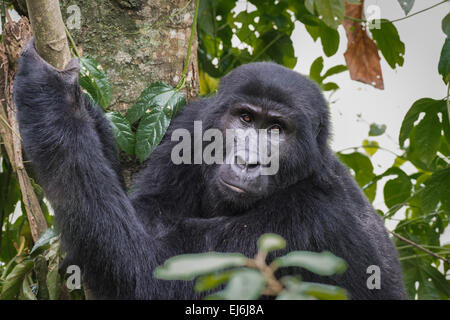 Mountain gorilla in a tree, Rushegura Group, Bwindi Impenetrable Forest, Uganda Stock Photo