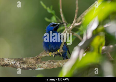 honeysucker in a tree. Stock Photo